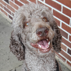 A grey poodle named Sasha